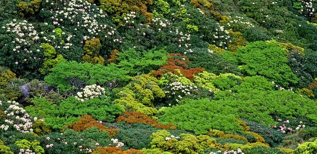 Yakushima, Japan