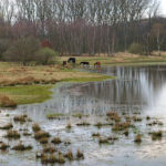 Wet meadow landscape, Lüchow-Dannenberg, Germany