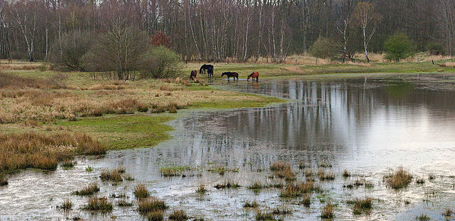 Wet meadow landscape, Lüchow-Dannenberg, Germany