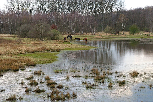 Wet meadow landscape, Lüchow-Dannenberg, Germany